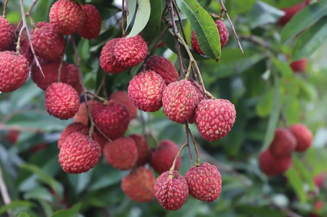 微信圖片_20210712151935.jpg 微信圖片_20210712151935.jpg