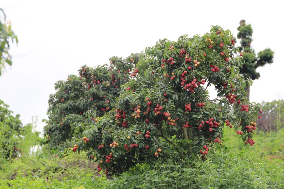 微信圖片_20210712151959.jpg 微信圖片_20210712151959.jpg